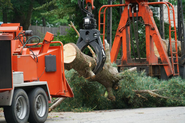 Reliable New Hempstead, NY  Tree Services Solutions