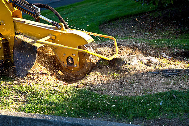 How Our Tree Care Process Works  in  New Hempstead, NY